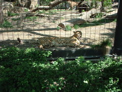 leopard2.jpg