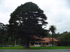 an oak at the panhandle of golden gate park