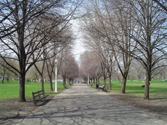 looking up the avenue in lincoln park towards the zoo