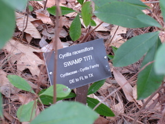 swamp_titi.jpg