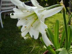 lilies1.jpg