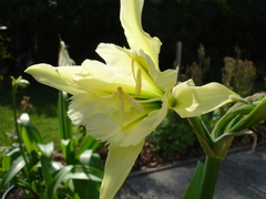 lilies2.jpg