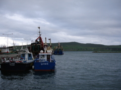 the harbor at dingle