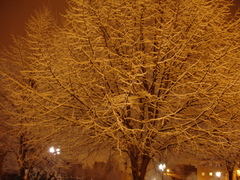 the snowfall on the trees jan 1