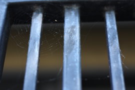 webbing on the back gate