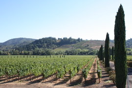 the ferrari-carano vineyards