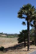 palm trees and vineyards, the perfect combination