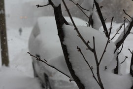 snow nestling in the branches