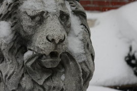 snow lions