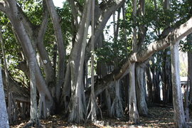 giant banyan at the edison ford winter estate