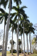 the palms at the winter estate