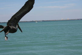 pelican coming in for a landing