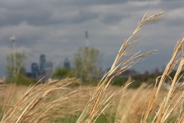 fields against the backdrop of the city