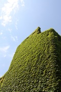 ivy clad building in society hill