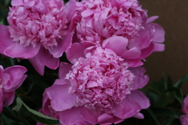 pretty peonies from headhouse