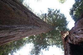 looking up between two sequoiae