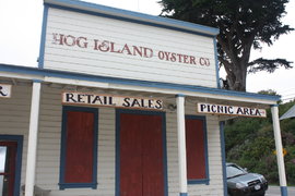 the hog island oyster co