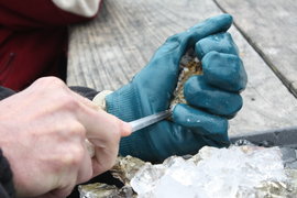 learning to shuck oysters