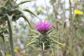 thith thistle