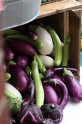 eggplants at headhouse