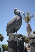 are you a pelican, or a pelican't