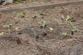 leftover seedlings from city harvest: kale, cabbage, broccoli, collards, bok choy