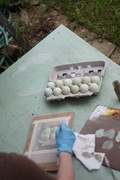 eggs being captured