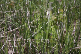 horsetail, an example of the equisetum genus