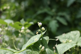 our beans flowering