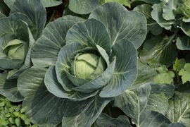 a patch of our cabbages