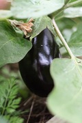 our first eggplant