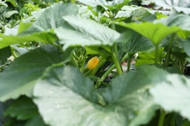 the early squash blossoms