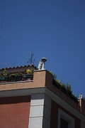the bear atop a roof