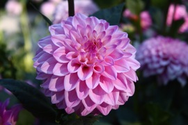 a dahlia in the real jardin