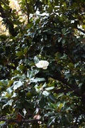 magnolia next to the prado