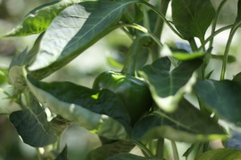 the pepper plants, not yet pickled