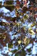 berries on the walk