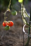 tomatoes in the sun