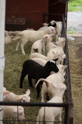 newly minted lambs