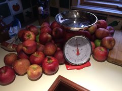 26 pounds of apples, destined for sauce, butter and pie