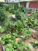 garden1.jpg