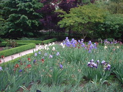 iris in real jardin botànico [2001.05.14]