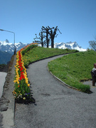 alpine flowers [2001.05.19]