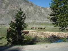buffalo in yellowstone
