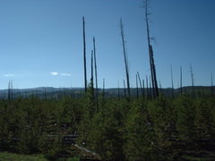 the trees in yellowstone still showing the effects of fire