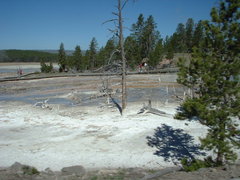 geysers in yellowstone