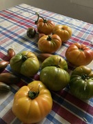 tomatobow.jpg