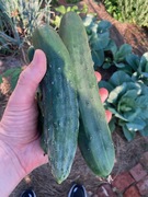 cukes.jpg