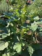 okra.jpg
